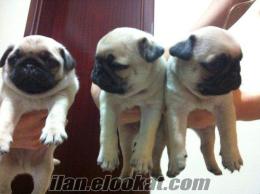 pug mops yavruları iddialıyız