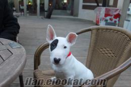 Kadıköyde bull terrier