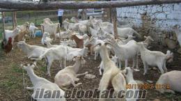 kastamonuda sahibinden satılık saanen keçiler