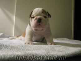 ANNE ALTINDAN MUKEMMEL ENGLISH BULLDOG YAVRULARI