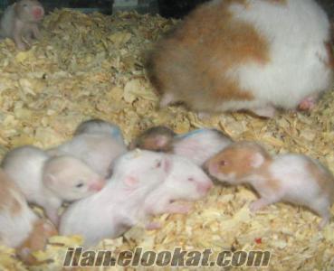 Featured image of post Gonzales Hamster Yavru Bu videomuzda hamster ve gonzales yavrular i in do umlar ndan 14 g n sonra
