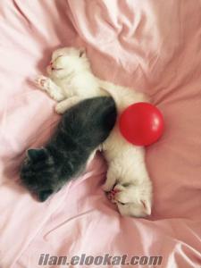 Scottish Fold&Scottish Straight Bebekler