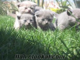 300 tl.british shorthair yavrusu izmir