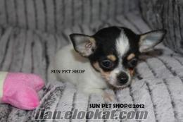 SATILIK CHIHUAHUA (ŞİVAVA )YAVRULARI SUN PET SHOP TA