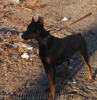 marmaristen doberman pinscher