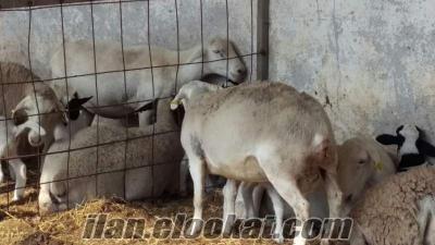 satılık damızlık kuzu Satılık DORPER koyun koç toklu kuzu