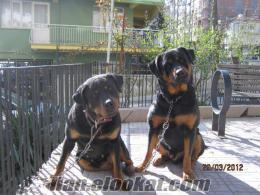Satılık 2.6.2012 Doğumlu Koca kafalı Macar Rottweiler Yavruları