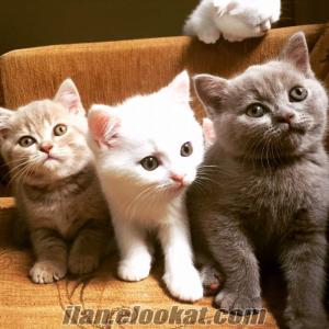 Scottish Fold & Straight, British Shorthair Kedi Yavruları Sahiplendirme