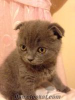 Safkan tam 2 aylik Scottish Fold+ aksesuar