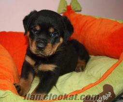 Beşiktaşda satılık rottweıler