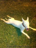 İzmirde Satılık Bull Terrier