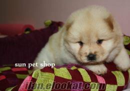 SUN PET TEN SATILIK CHOW CHOW BEBEKLER