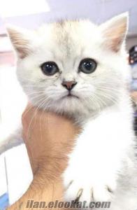 Beyaz Scottish Fold ve British Shorthair Yavrular....