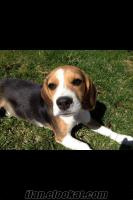 Erkek Beagle Çiftleşme