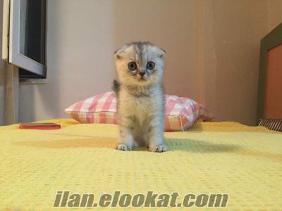 Scottish Fold yavrularımız yeni yuvaları için hazırdır.