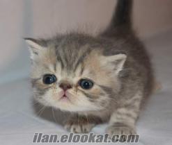 eş arayan kediler Safkan Exotic Shorthair Yavru