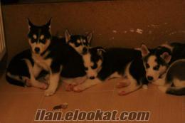 45 Günlük Babyface HUSKY Yavruları