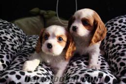 SUN PET SHOP SATILIK CAVALIER KING CHARLES YAVRULARI