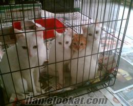veterinerden ücretsiz kedi Çankayada Veterinerden Ücretsiz kediler