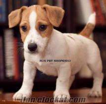 SUN PET SHOP TAN SATILIK JACK RUSSEL YAVRULARI