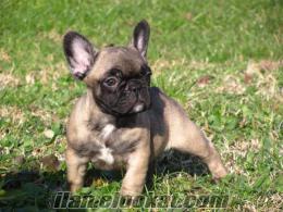 FRENCH BULLDOG FAWN TÜRKİYE'NİN EN İYİ YAVRULARI