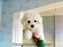 ırk garantili 2.5 aylık maltese terrier