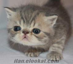 eş arayan kediler Fatihde exotic shorthair