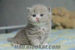 British Shorthair yada Scottish Fold Yavru Kedi Arıyorum