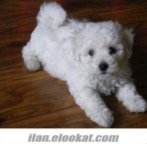 adı paspas 3 aylık safkan bishon havanese