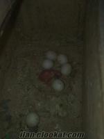 k.maraştan yavrulu-yumurtalı muahhbet kuşları-3-6 aylık yavrular