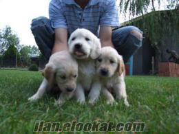 golden retriever yavruları