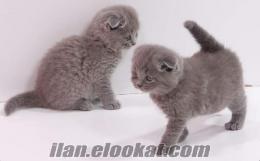 scottish fold kedi yavruları