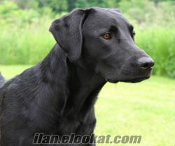 çorumda labrador dişi siyah renkli 8 aylık köpeğim kaybolmuştur