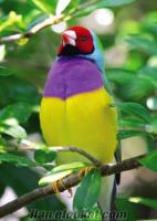 Ankarada gouldian finch