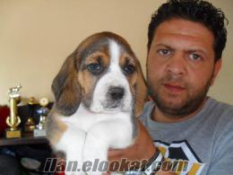 ELİZABET BEAGLE YAVRULARI