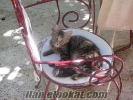 Göztepe'de mainecoon cinsi yavru dişi kedi, çok iyi huylu