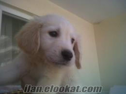 SafKan Golden Retriever Sahibinden