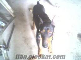 2 adet doberman sadece 400 ytl kacırılmaz bı fiyat bi dşi bi erkek king