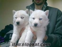 KAR BEYAZ HUSKY SİBİRYA KURDU EVCİLİM PETSHOP'TA