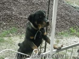 EmSaLsİz safkan rottweilerrrrr