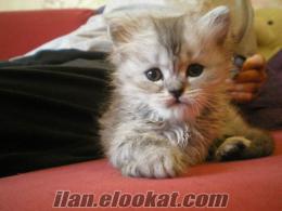 chinchilla ankara kedisi kırması yavru gri pamuk kedi--sahibinden satılık--