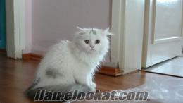 Çinçila-Ankara-Van karışımı çok sevecen bir kedi