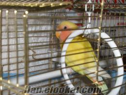 izmir papağan kafesi izmirde sahibinden yavru cennet papağanı