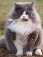 Antalyada satılık chincilla(iran) kedisi