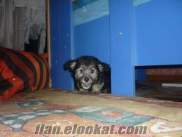 şanlıurfa birecik satılık yorkshire terrier köpek