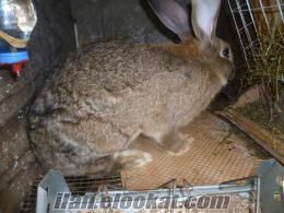 etlik tavşanlar Kocaeli Kartepede satılık velikan yavruları