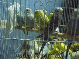 iran bülbülü yerli üretim hollanda çekoslavak muhabbet kuşları