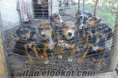 sahibinden satılık av köpekleri Satılık 3 aylık av köpekleri