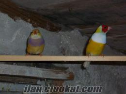 Satılık Golden Finch ve Bengaller