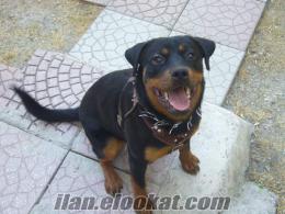 Ankarada Satılık Eğitimli 10 aylık Dişi Rottweiler